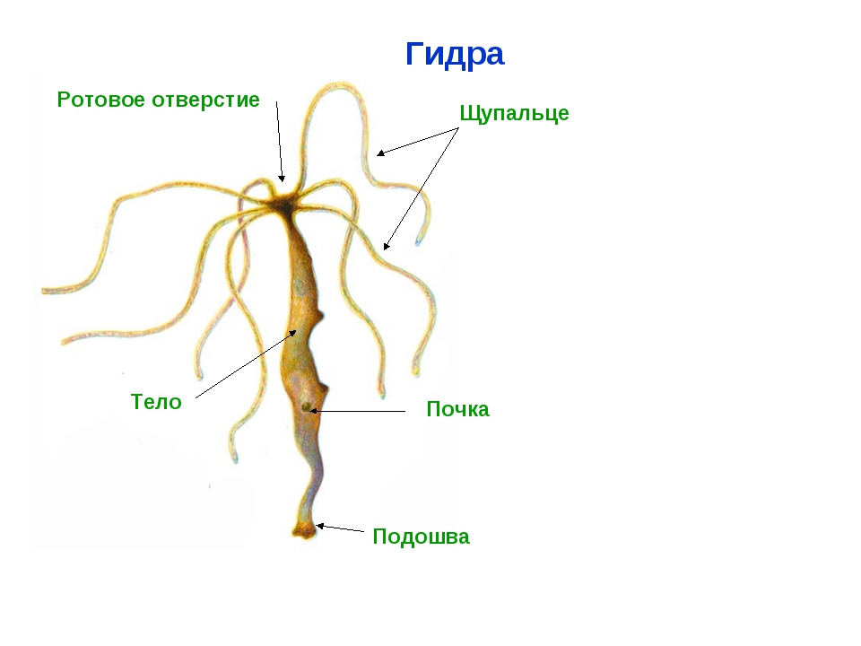 Тор kraken